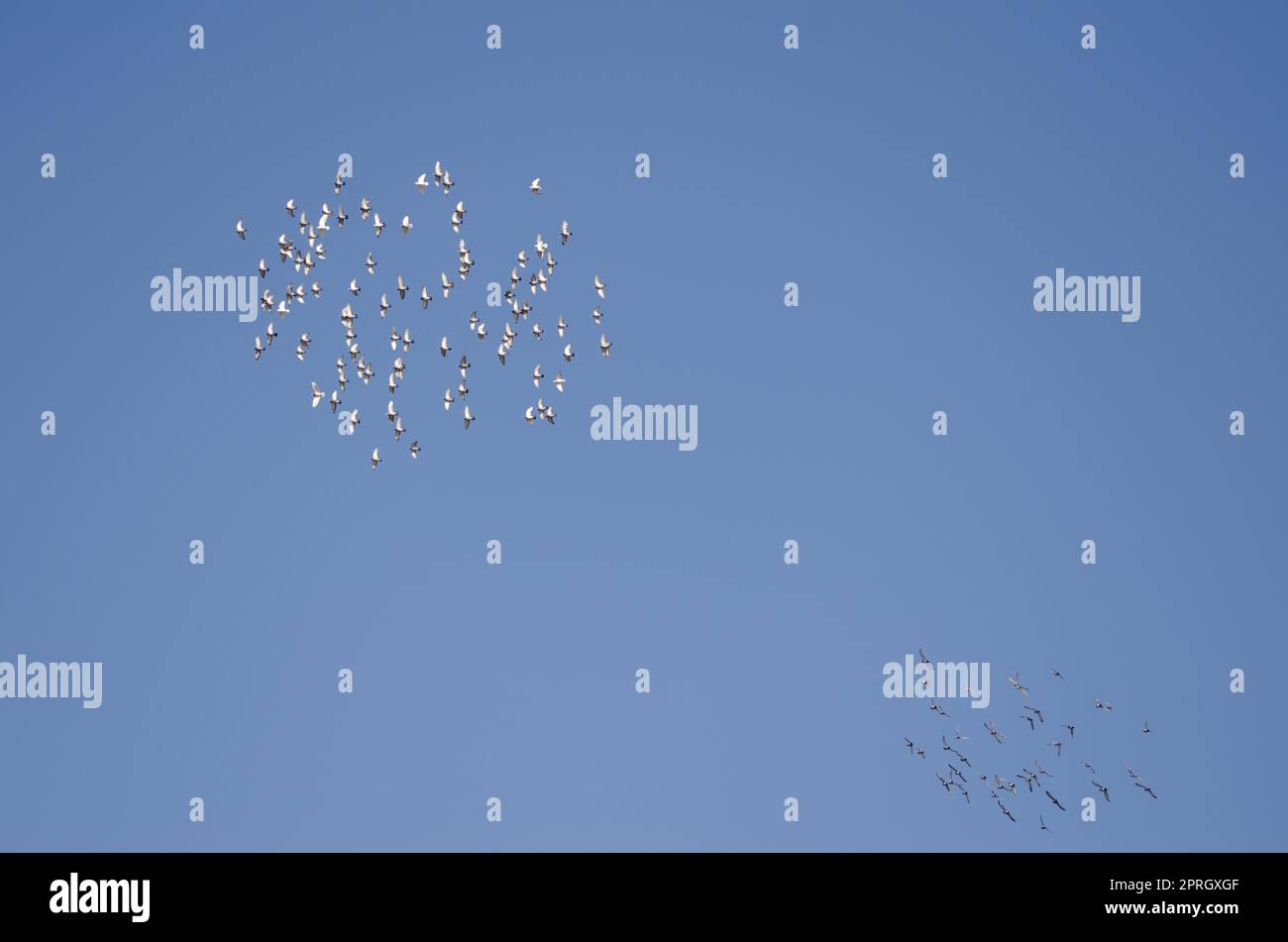 Two flocks of domestic pigeons in flight. Stock Photo