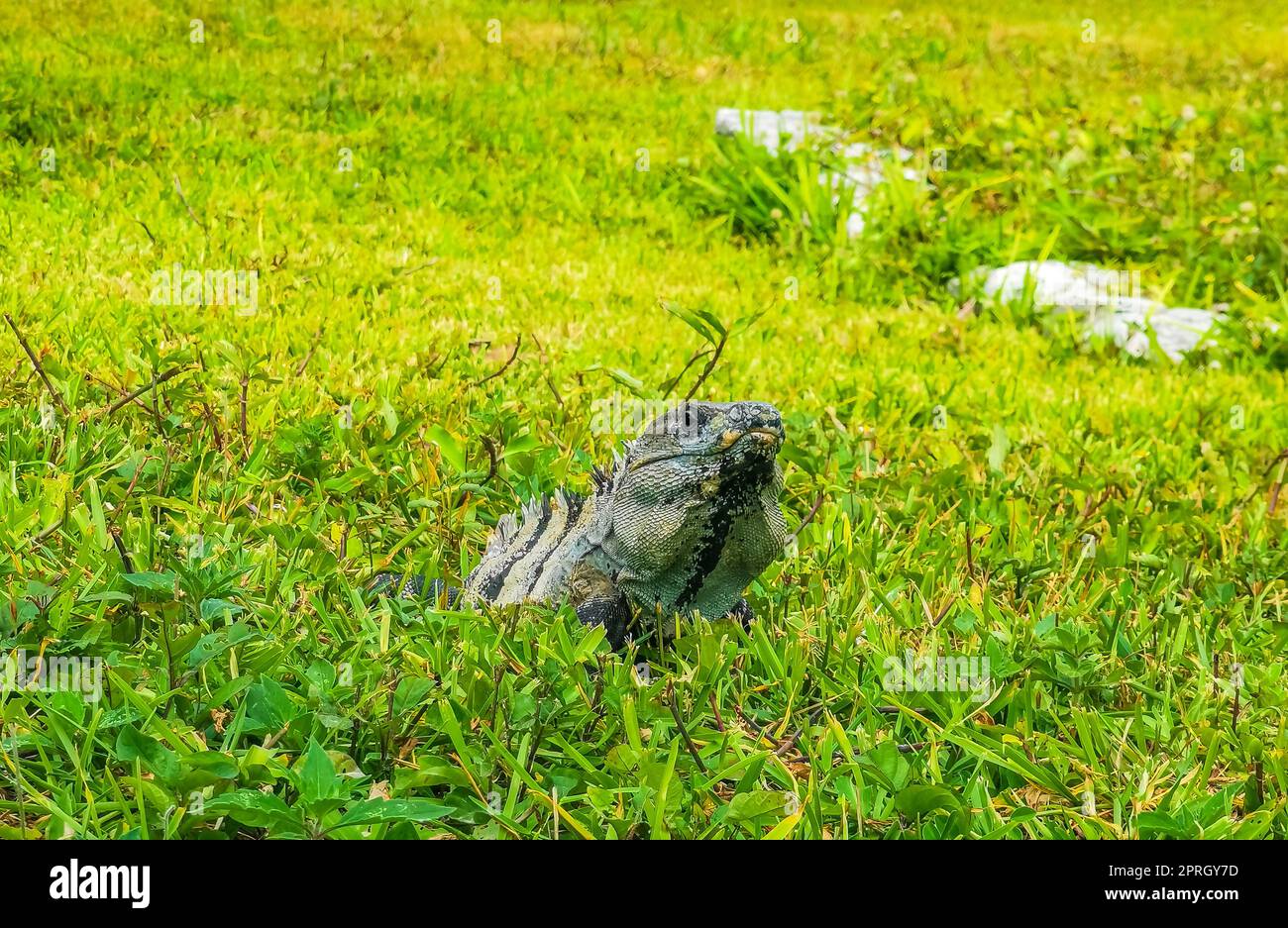 Iguana on grass Tulum ruins Mayan site temple pyramids Mexico. Stock Photo