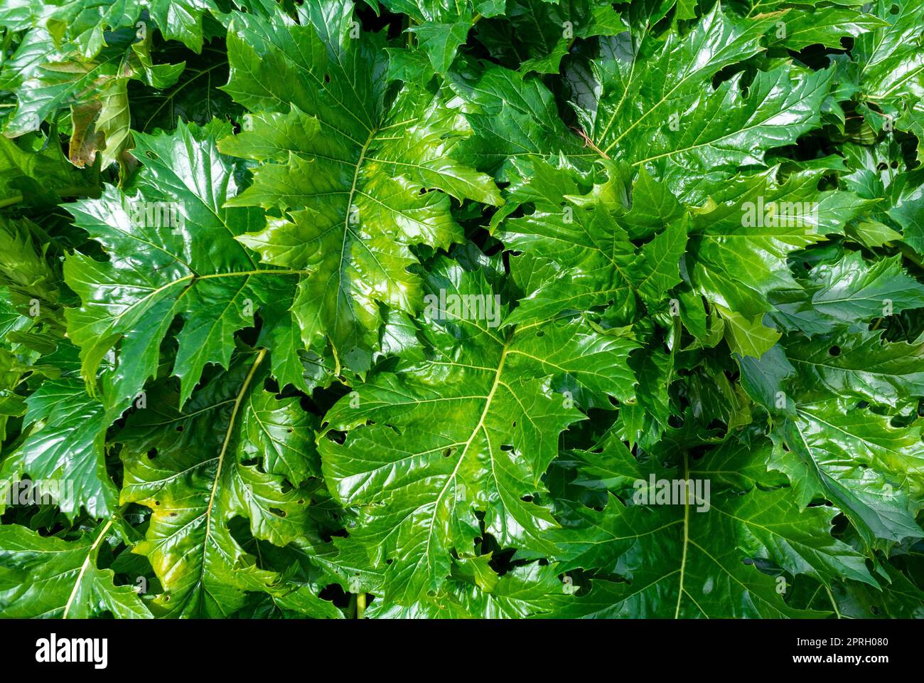The leaves of Acanthus mollis Stock Photo - Alamy