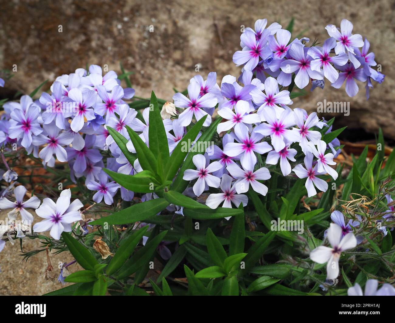 Pretty little blue flowers on a creeping Phlox plant growing in a rock ...