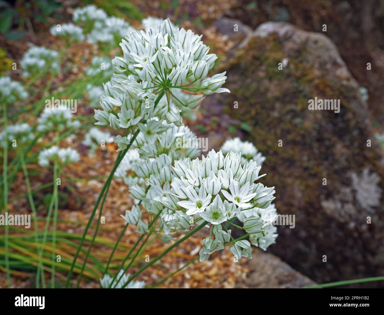 Little white fools onion flowers, Triteleia hyacinthina, in a rock garden Stock Photo