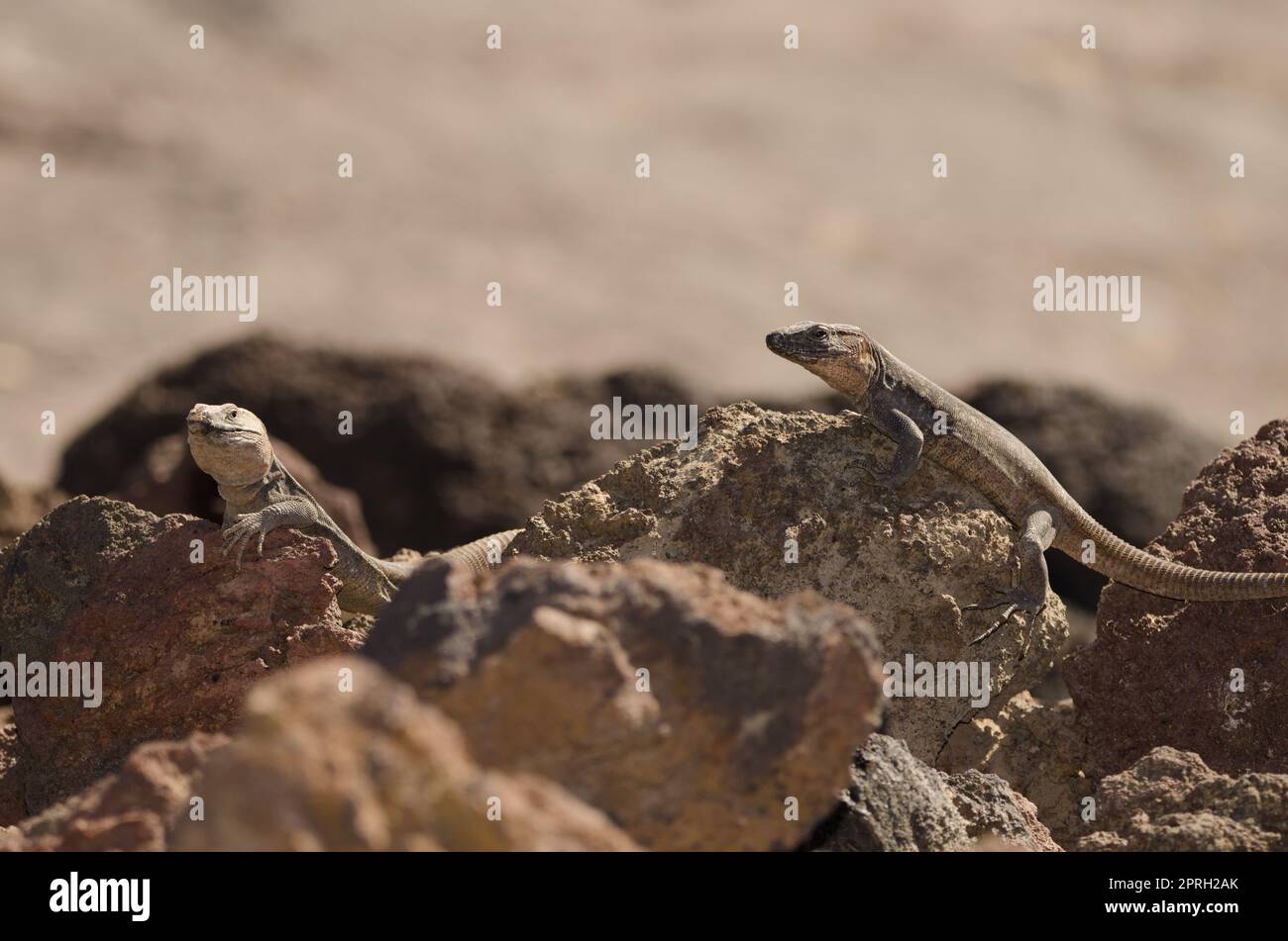 Gran Canaria giant lizards. Stock Photo