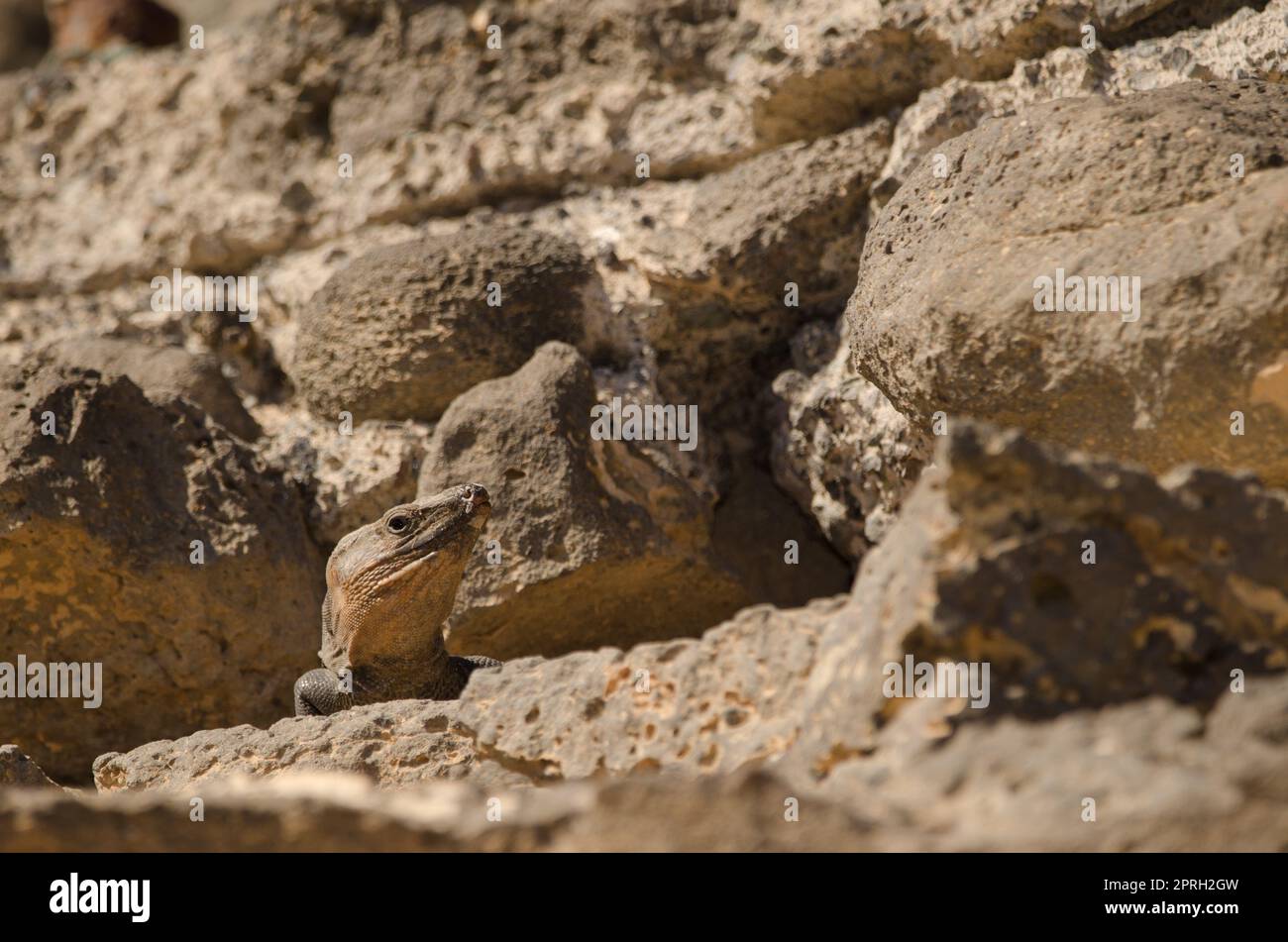 Male Gran Canaria giant lizard Gallotia stehlini Stock Photo Alamy