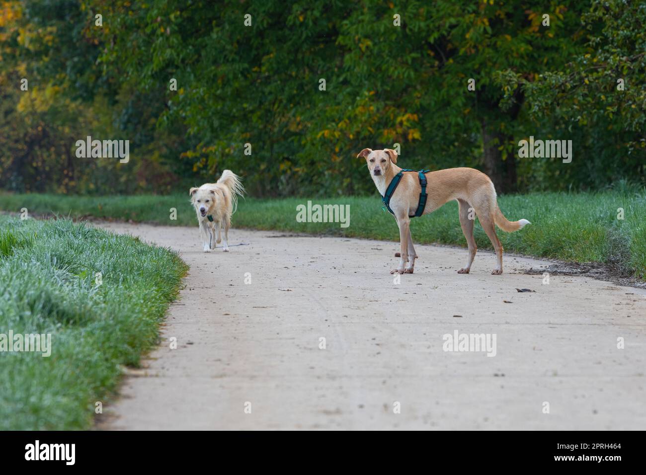 two dogs off the leash on a path Stock Photo Alamy