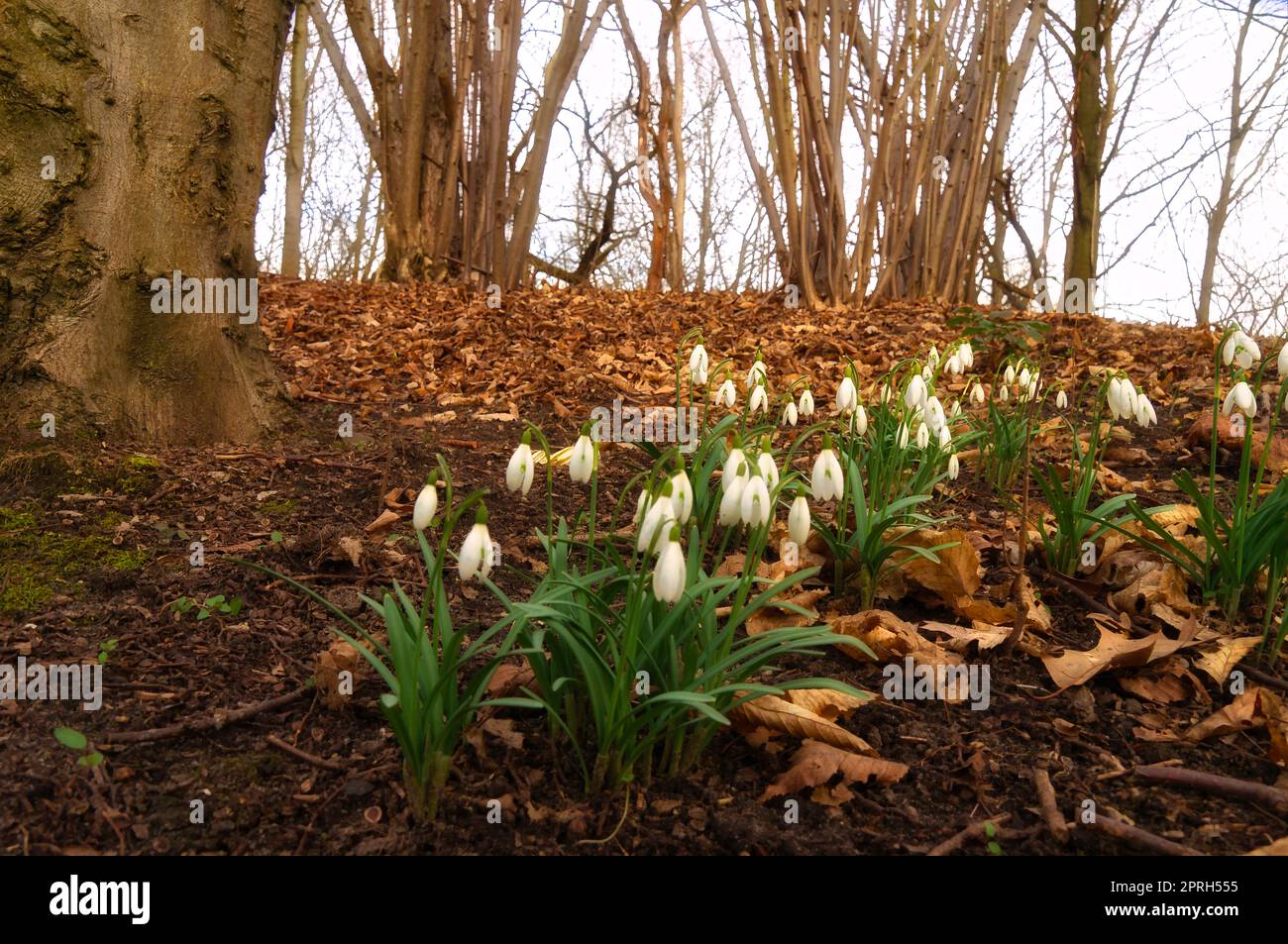 Lily of the valley on the forest floor among foliage and trees. Spring flower, which are poisonous. Green leaves and white flower Stock Photo