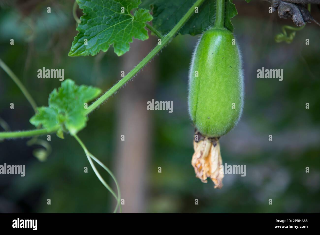 Wax Gourd Chalkumra organic vegetable. Ash Gourd Winter Melon Seeds. Benincasa hispida Stock