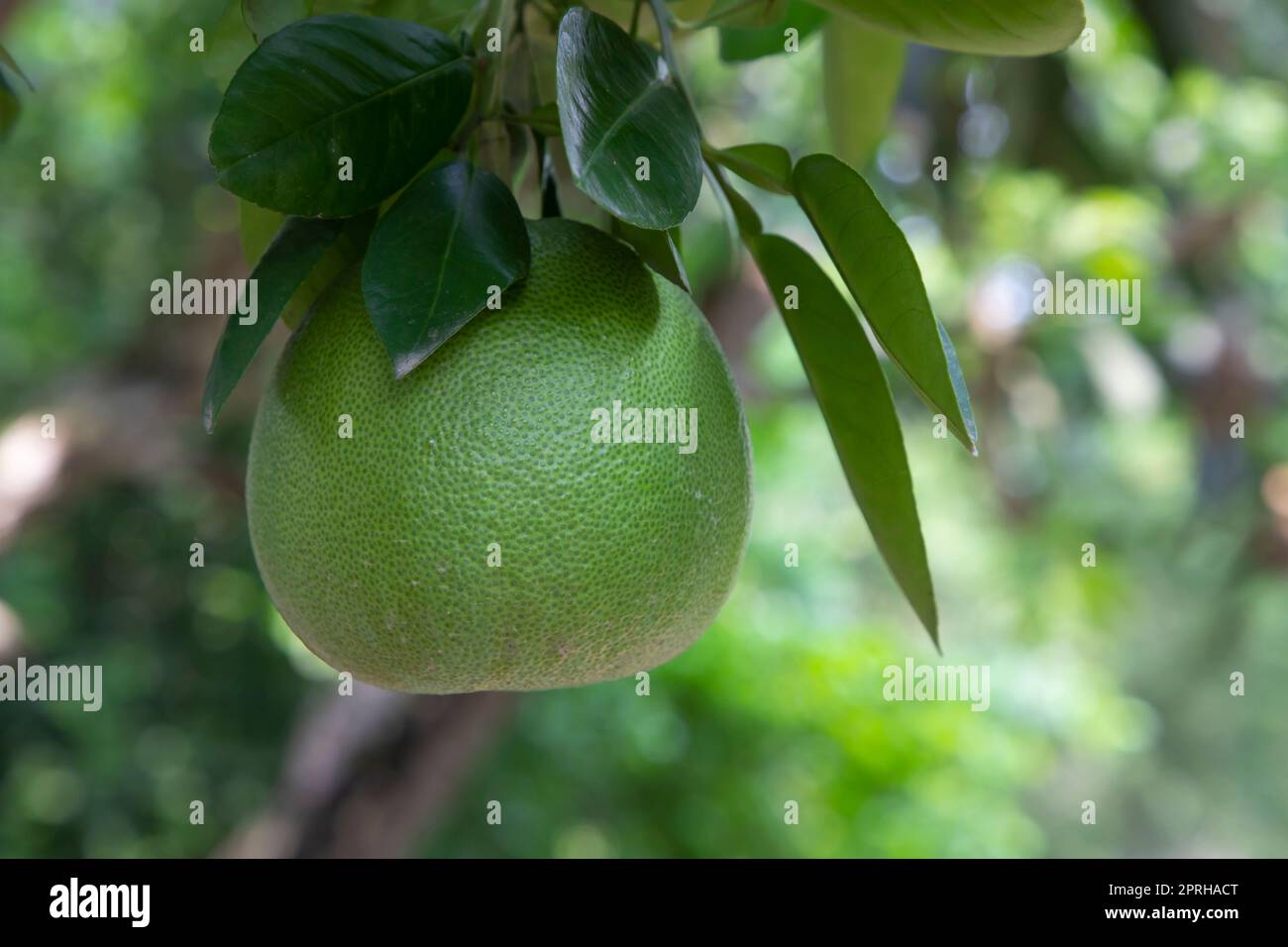 Green Pomelo (Citrus grandis) Pomelos are the largest fruit oranges