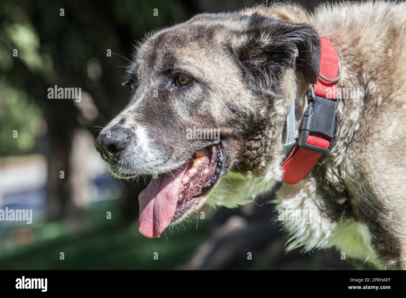 Good Spanish Mastiff Dog Looks Up Lying on the Floor. Portrait Huge Dog.  Copy Space. Stock Image - Image of head, spanish: 134514369