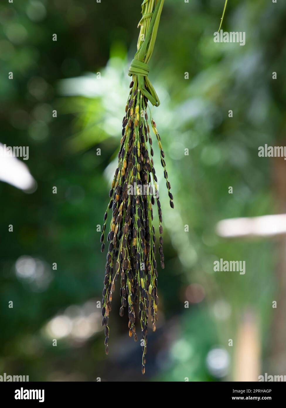 Ripe Black Aush Paddy rice spike with the blurry background Stock Photo ...