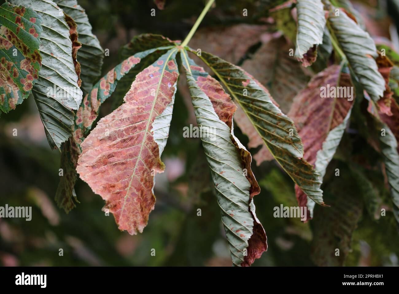 Horse chestnut tree with leaf mining moth mines Stock Photo