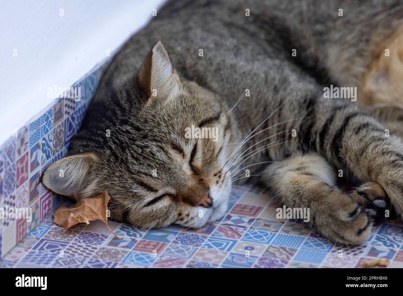 Gray color cat striped cat sleeping on the floor Stock Photo - Alamy
