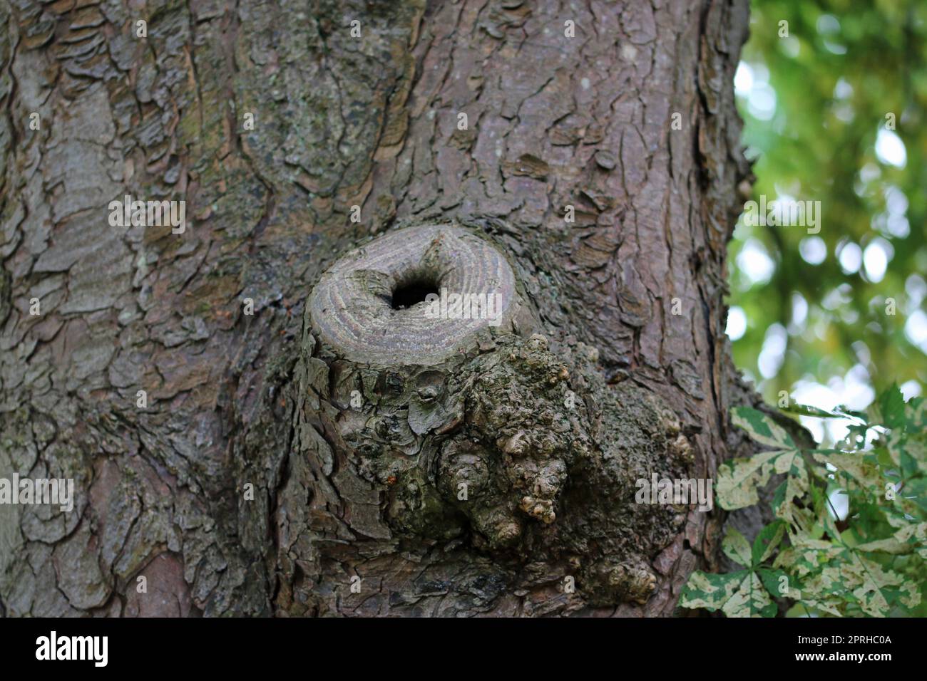 Horse chestnut tree surgery branch pruning trunk wound scar Stock Photo