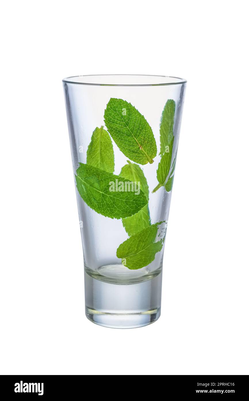Fresh mint leaves on walls of empty wet highball glass isolated on white background Stock Photo