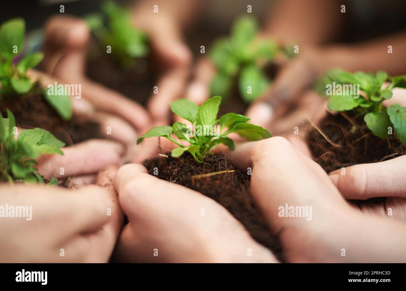 Precious resources. a group of people each holding a plant growing in soil together. Stock Photo