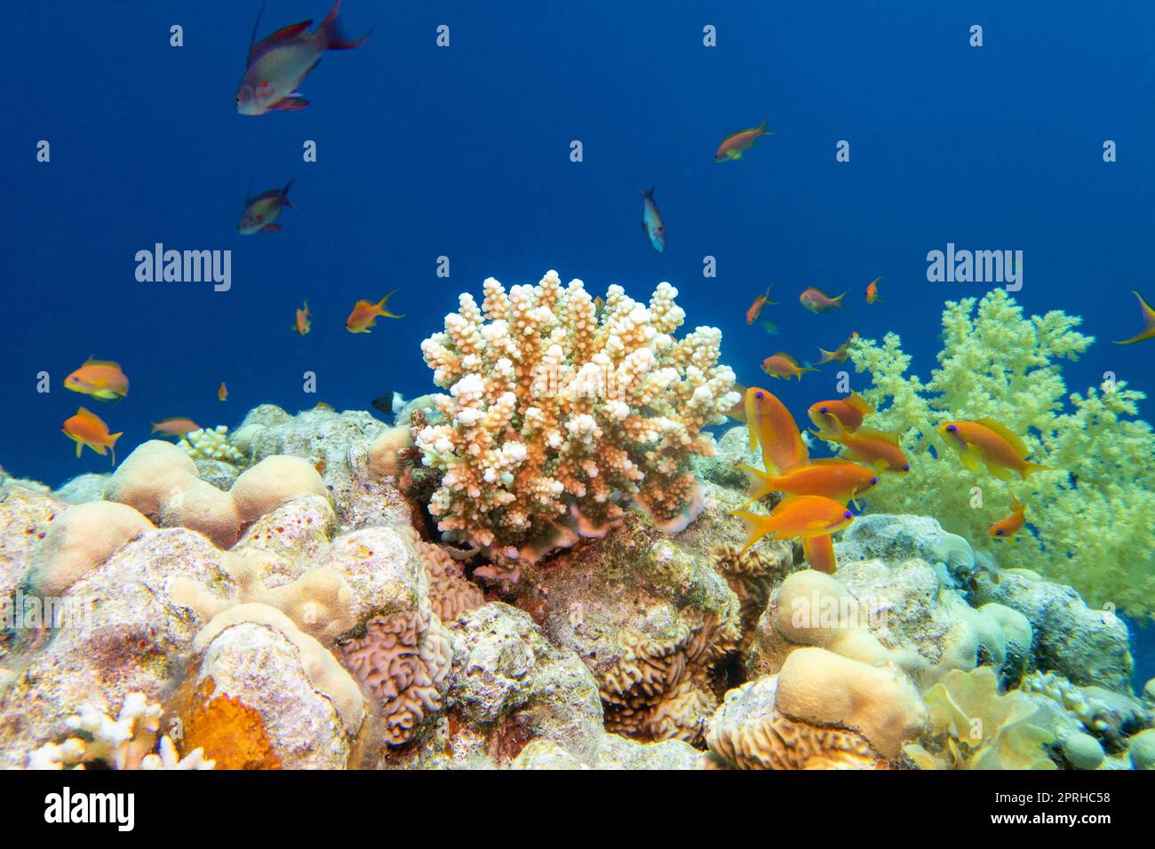 Colorful, picturesque coral reef at bottom of tropical sea, hard and soft corals with Anthias fishes, underwater landscape Stock Photo