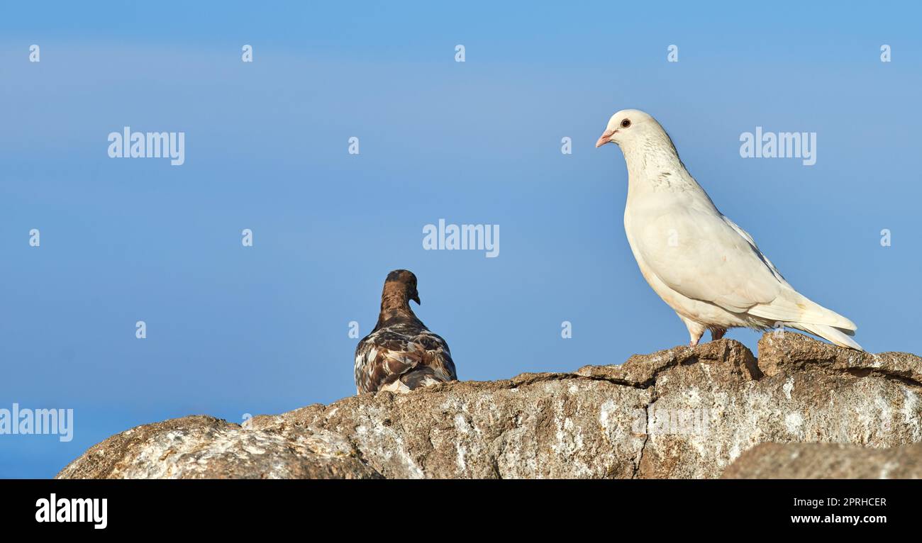 Lovely dove - elegant and beautiful. A dove - elegant and beautiful. Stock Photo