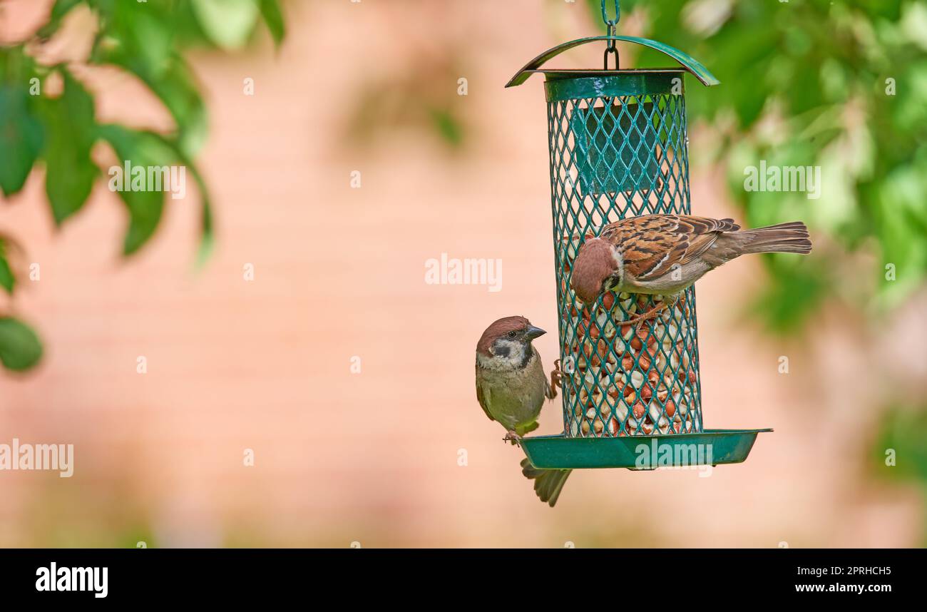 Sparrow. Sparrows are a family of small passerine birds, Passeridae. They are also known as true sparrows, or Old World sparrows, names also used for a particular genus of the family, Passer. Stock Photo