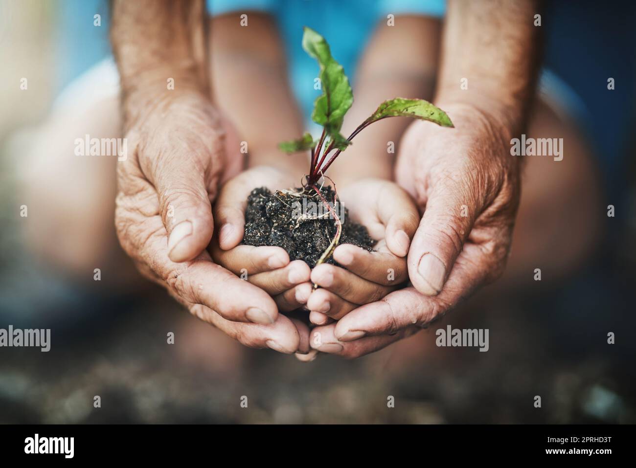 Teach kids how far a little care can go. Closeup shot of an adult and child holding a plant growing out of soil. Stock Photo