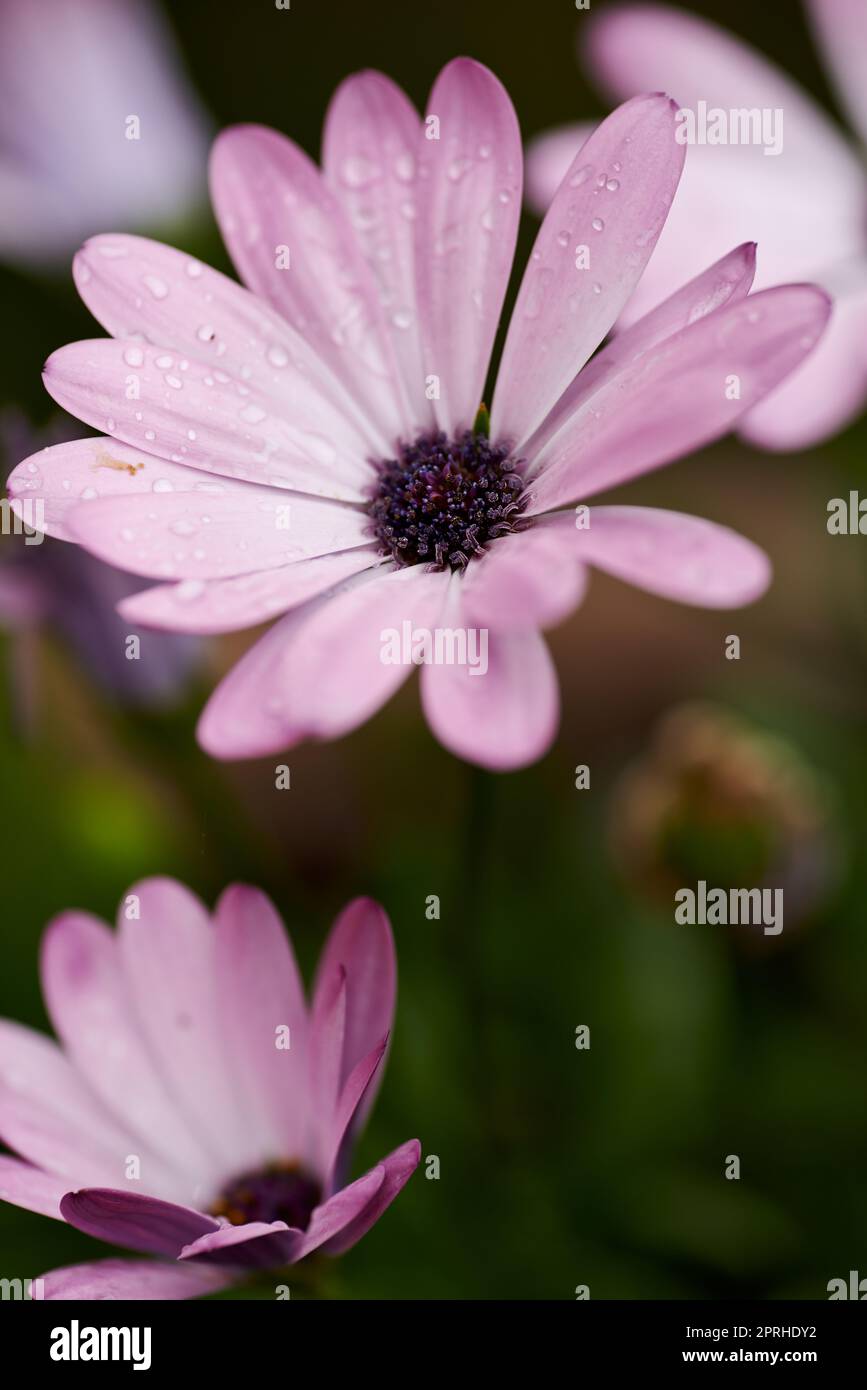 Osteospermum Flowers Pink Daysi Stock Photo Alamy