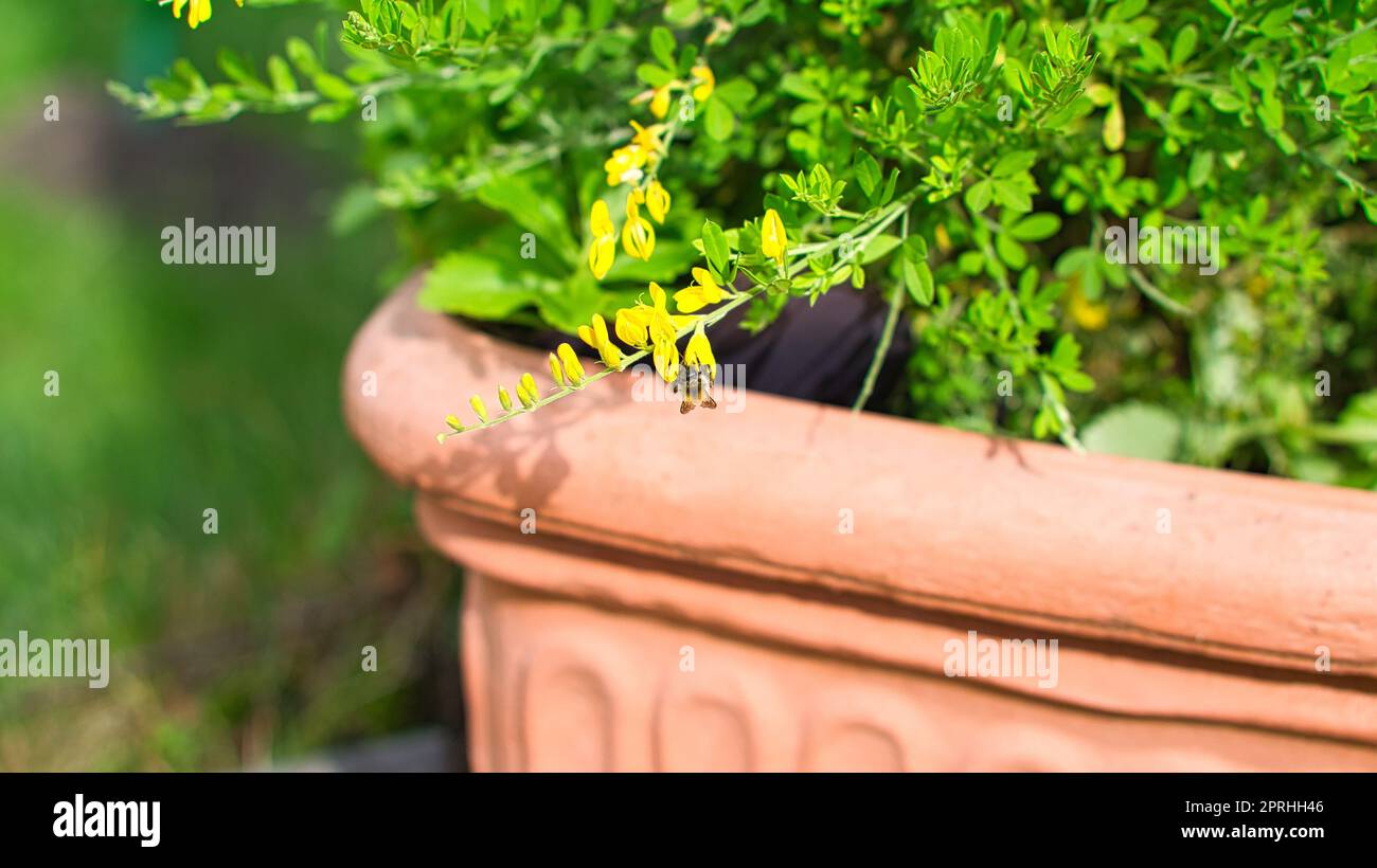 yellow broom flower on broom bush in flower pot. Close up of a plant. Stock Photo