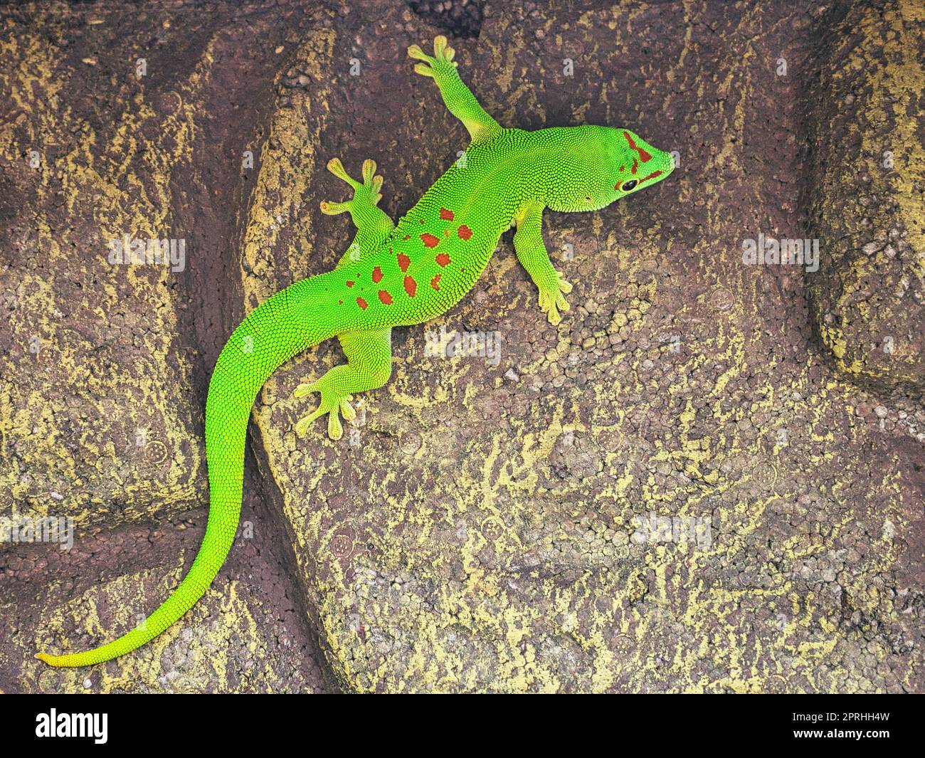 the emerald green geko is and beautiful tepid predator. It hunts insects. It is also kept in terrariums that must have a tropical climate. Stock Photo