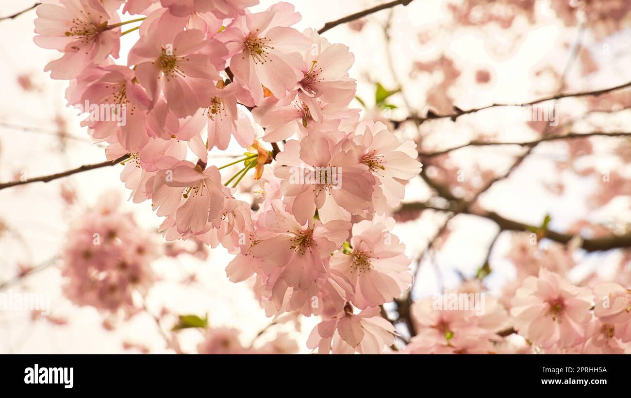 Cherry blossoms in the britzer garden in Berlin. In spring these beautiful looking Stock Photo