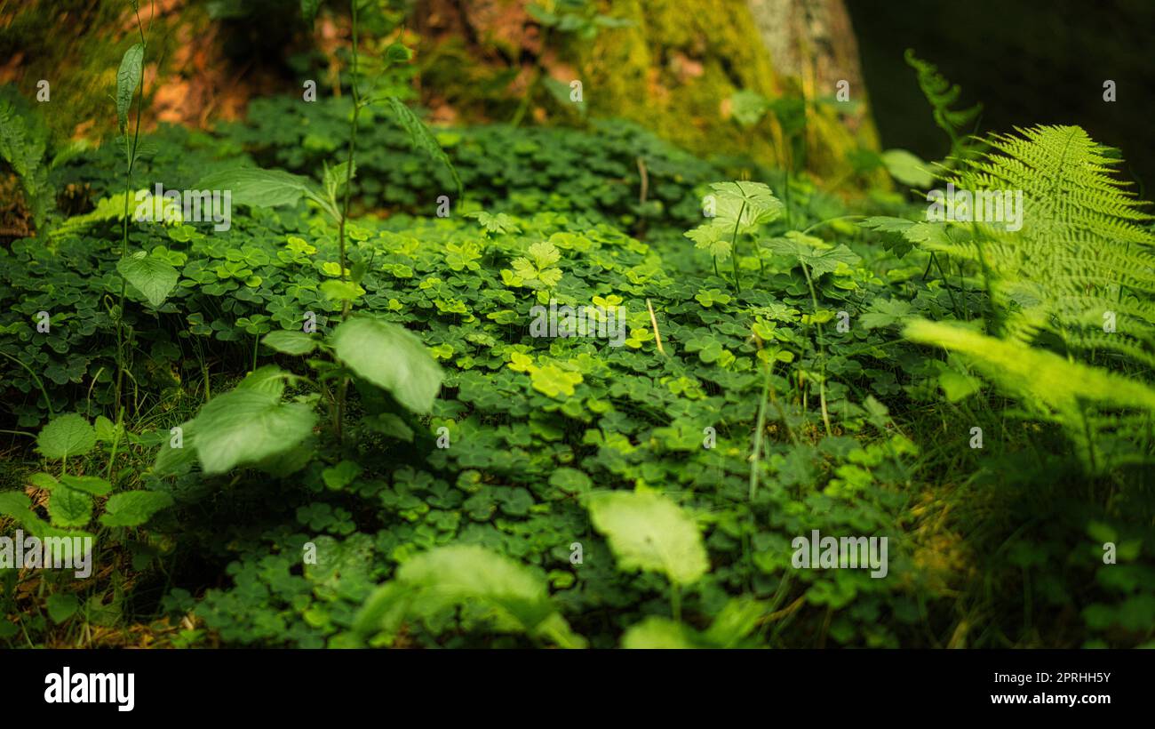 Clover field in the forest on a tree. Clover is the lucky charm Stock Photo