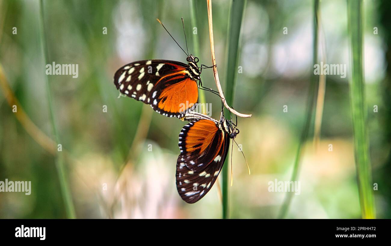 colorful butterfly on a leaf, flower. elegant and delicate. detailed pattern of wings. Stock Photo