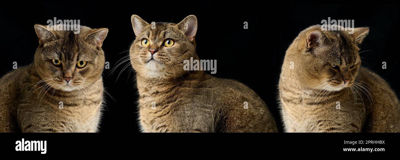 Adult purebred Scottish straight cat sits on a black background. Animal with different emotions Stock Photo