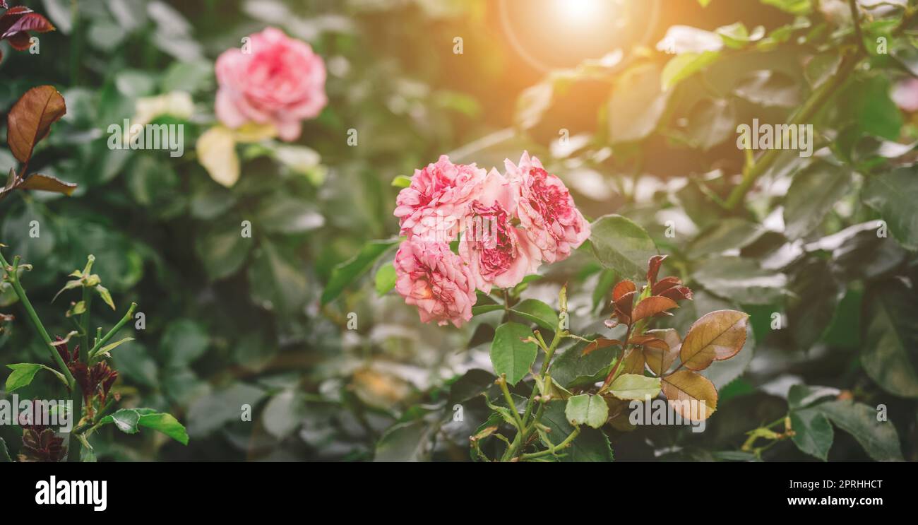 Garden sun rays hi-res stock photography and images - Alamy