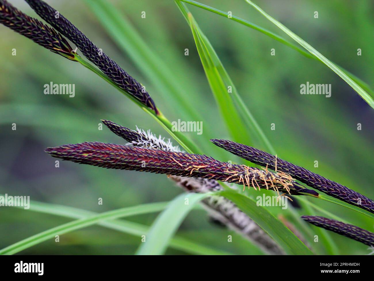 Close-up of a sedge that belongs to the sour grass family. Stock Photo