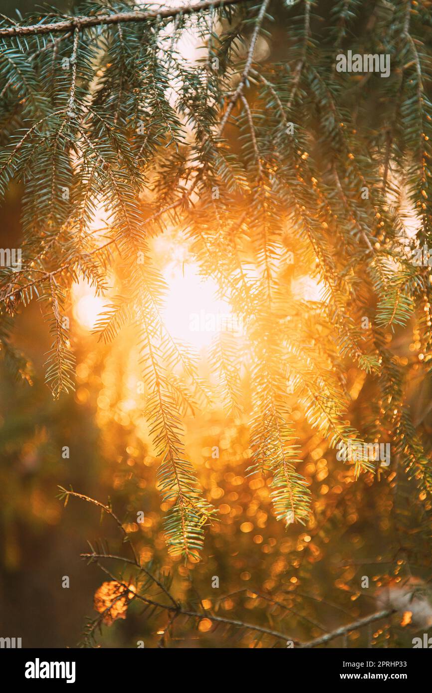 Beautiful Sunset Sunrise In Sunny Autumn Summer Pine Forest. Sunshine Through Woods. Close Up Of Pine Branches With Needles Stock Photo