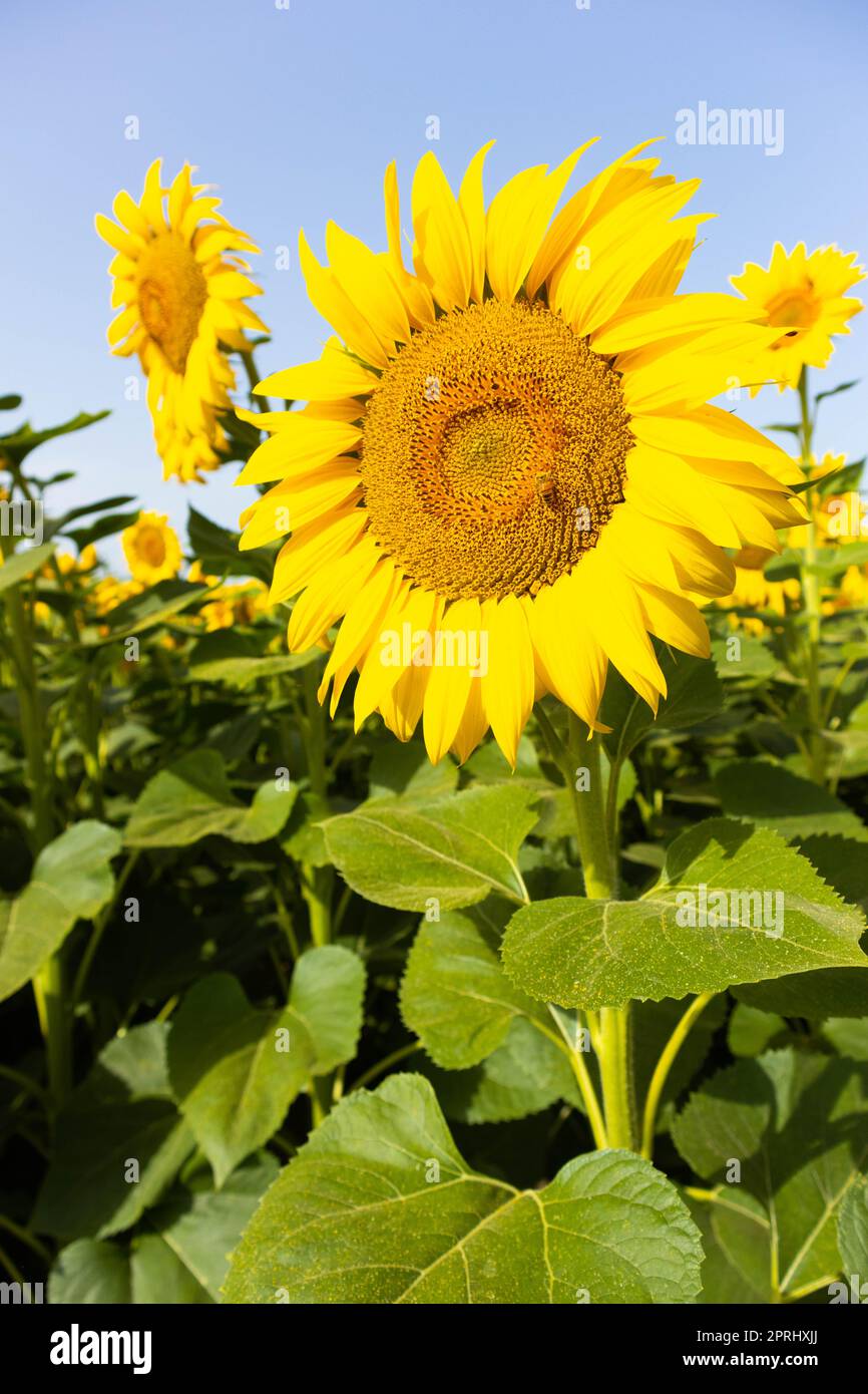Sunflower cultivation in rural area, Emilia Romagna, Italy Stock Photo ...