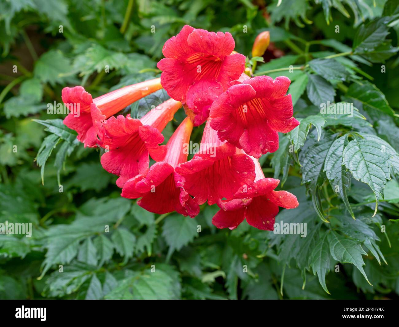 Closeup of beautiful pink red flowers of Chinese trumpet vine or