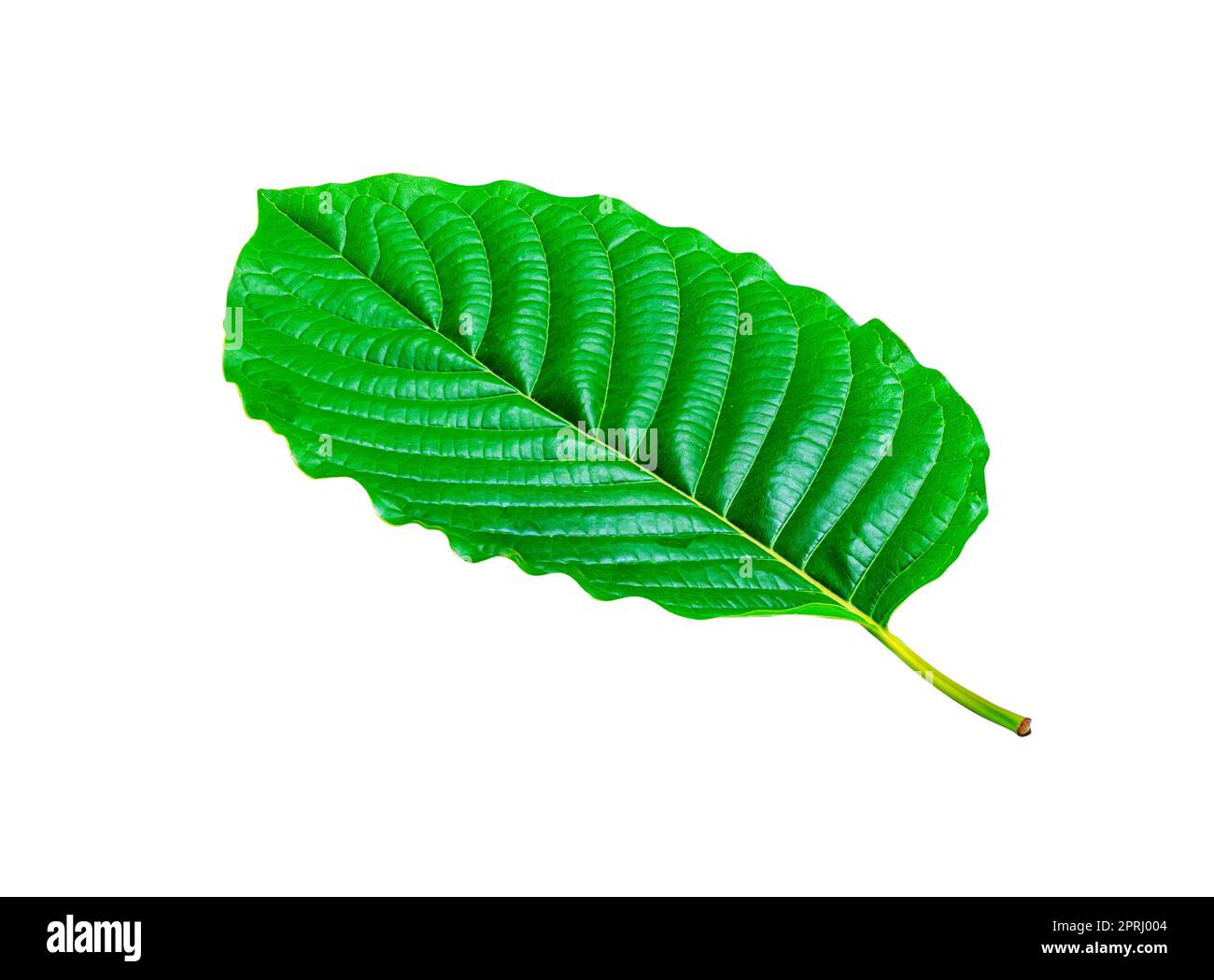 Tropical green leaf isolated on white background Stock Photo - Alamy
