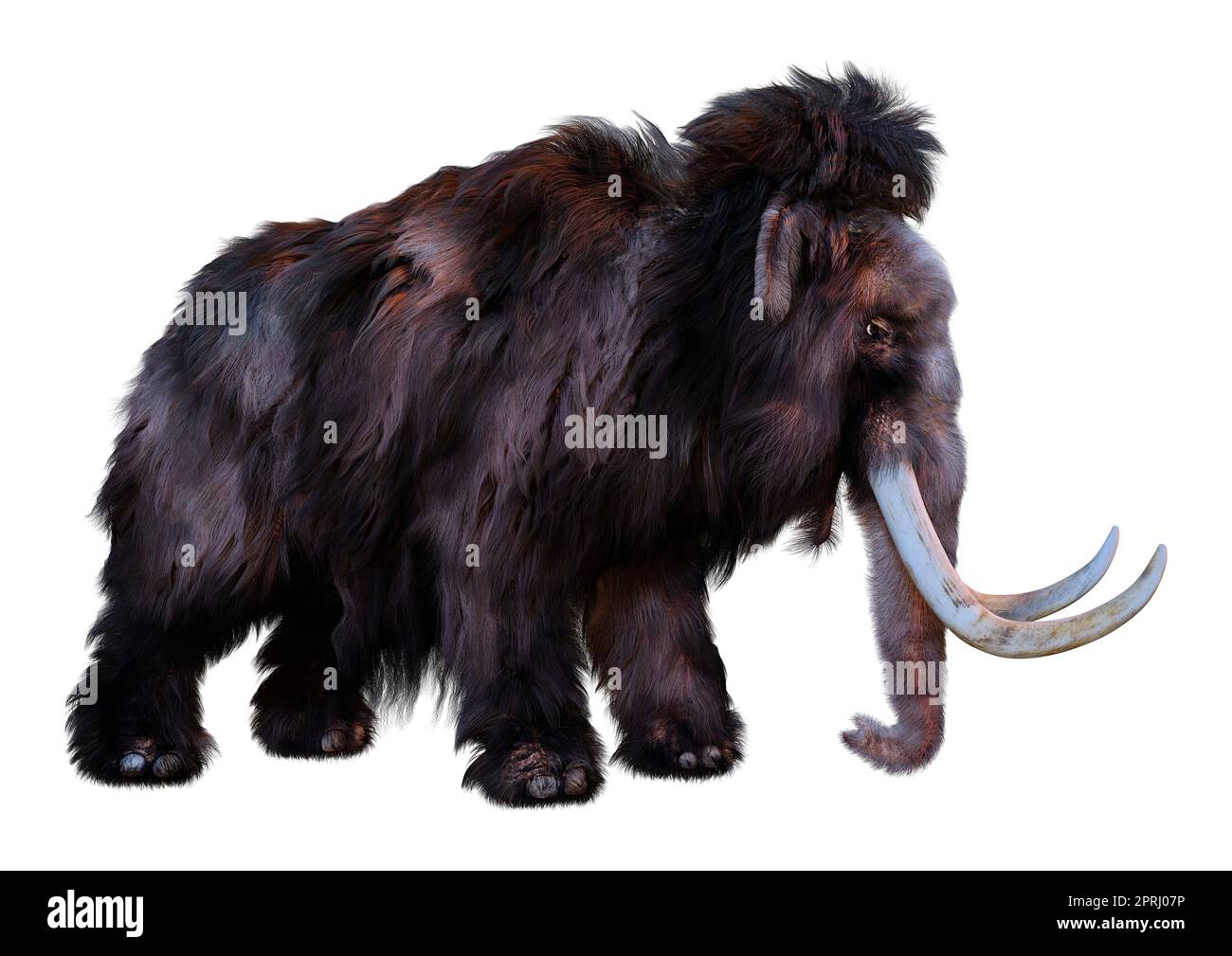 3D rendering of a woolly mammoth isolated on white background Stock ...