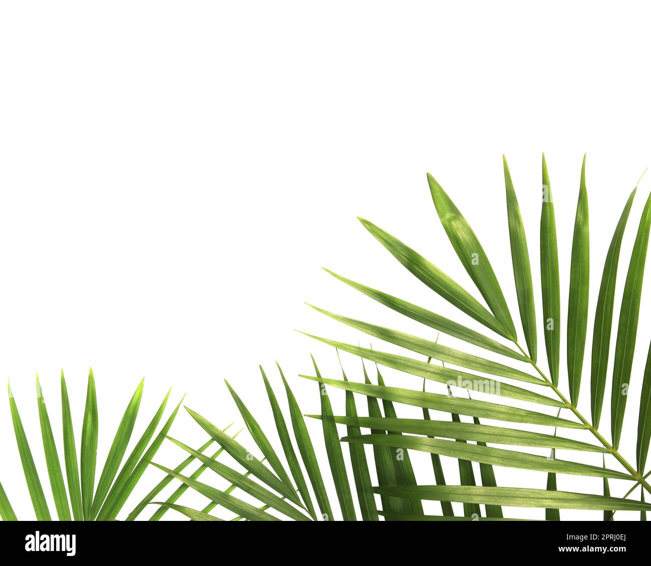 tropical nature green palm leaves isolated on white pattern background ...