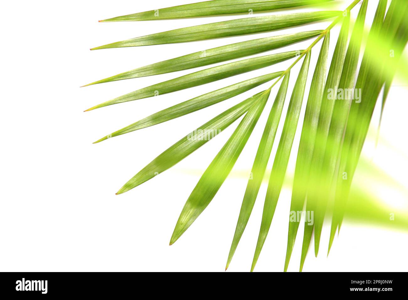tropical nature green palm leaf isolated pattern background with blurred tree Stock Photo
