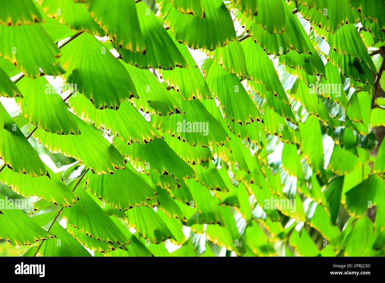 Green leaves pattern hi-res stock photography and images - Alamy