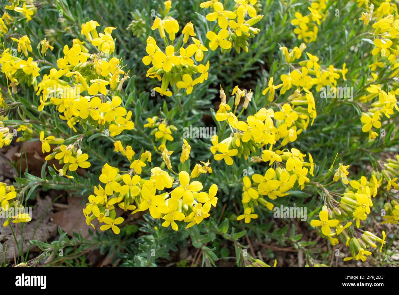 The yellow flowers of Alyssoides Stock Photo