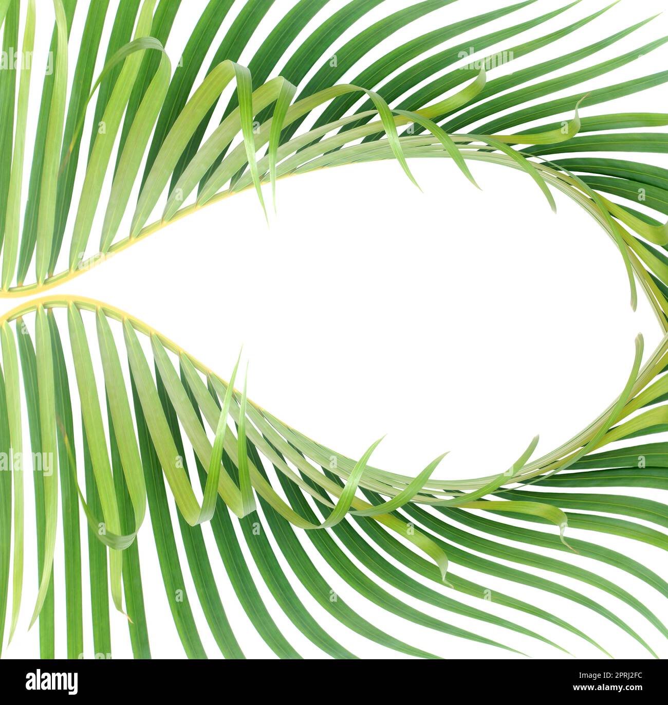 green leaf of palm tree on white background Stock Photo - Alamy