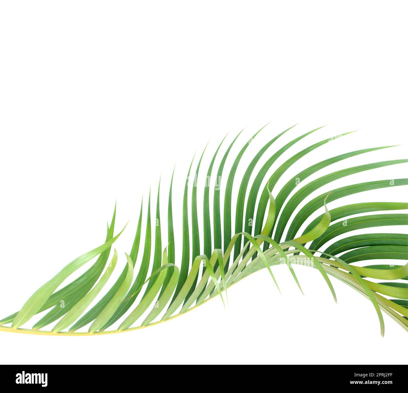 green leaf of palm tree on white background Stock Photo - Alamy