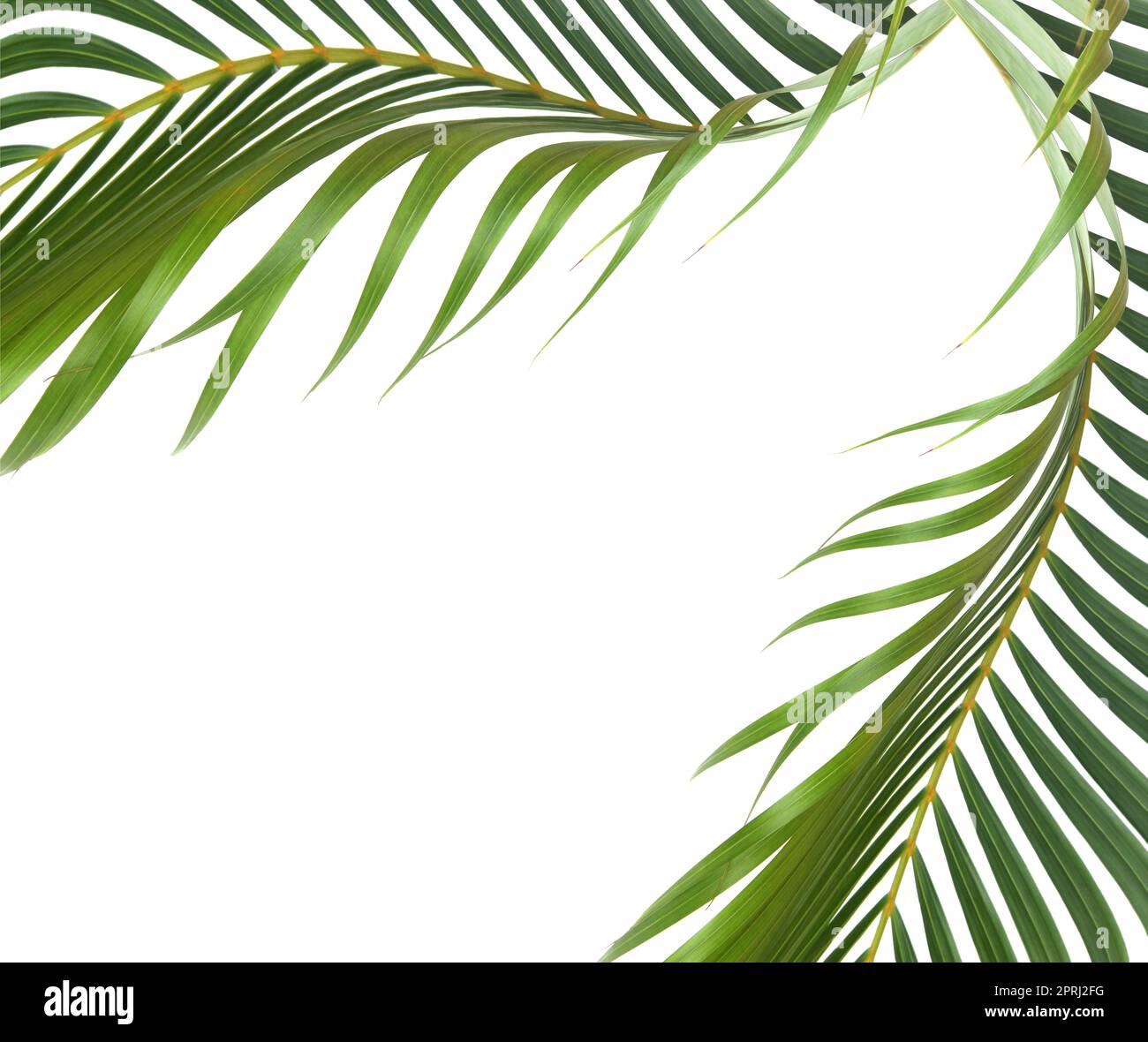 Green leaf of palm tree on white background stock photo alamy