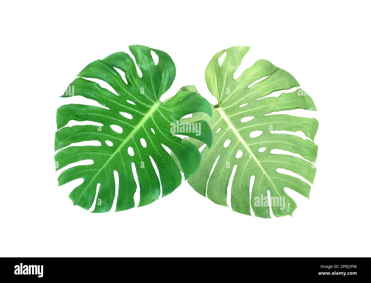 monstera leaves with drop of water isolated on white background with  clipping path Stock Photo - Alamy