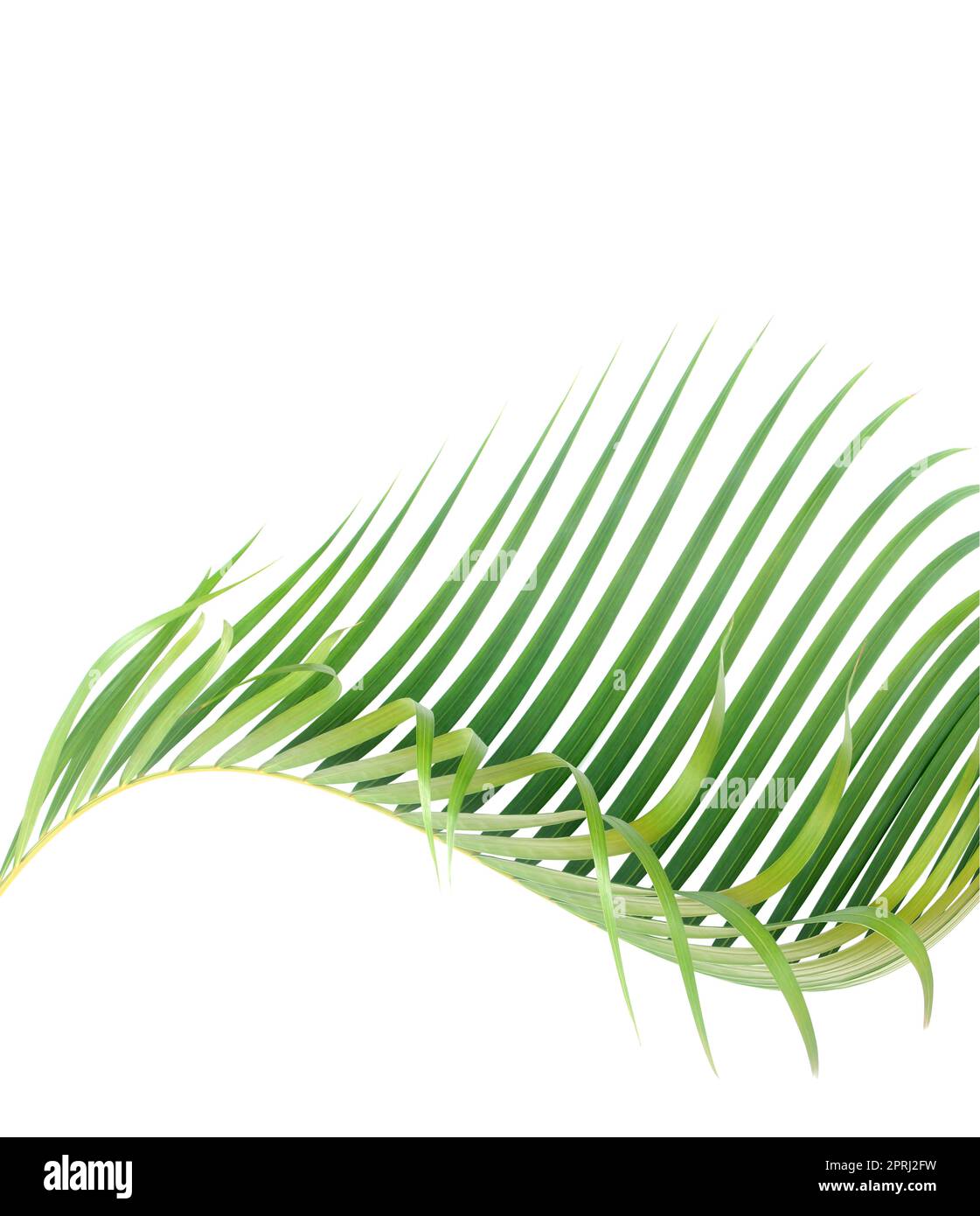 Green leaf of palm tree on white background stock photo alamy