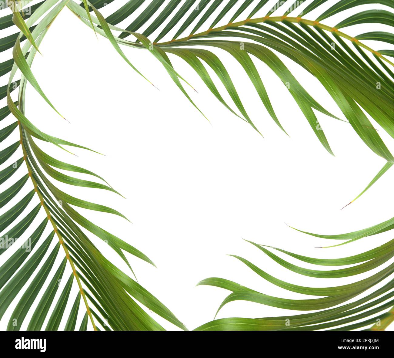 green leaf of palm tree on white background Stock Photo - Alamy