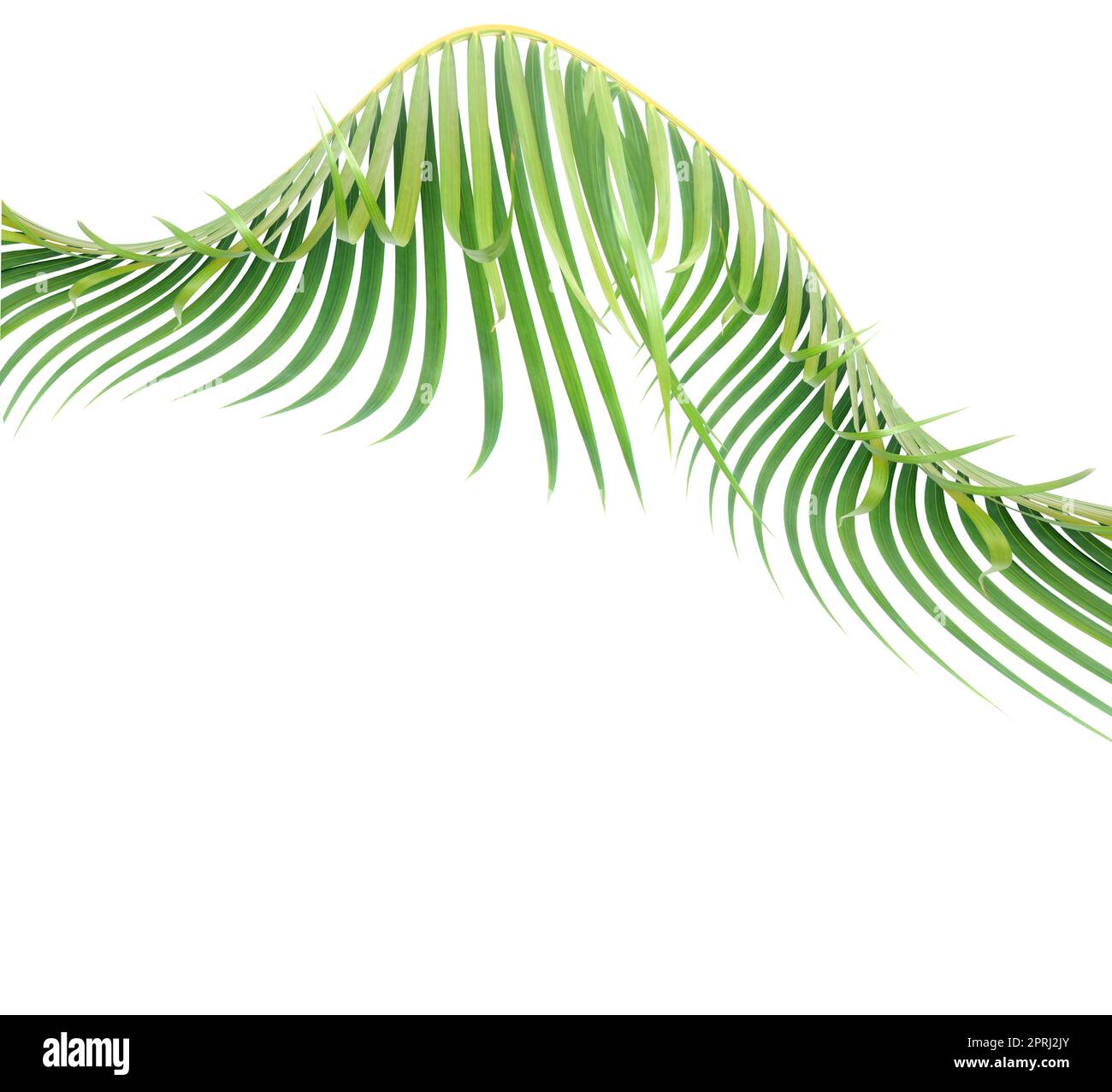 green leaf of palm tree on white background Stock Photo - Alamy