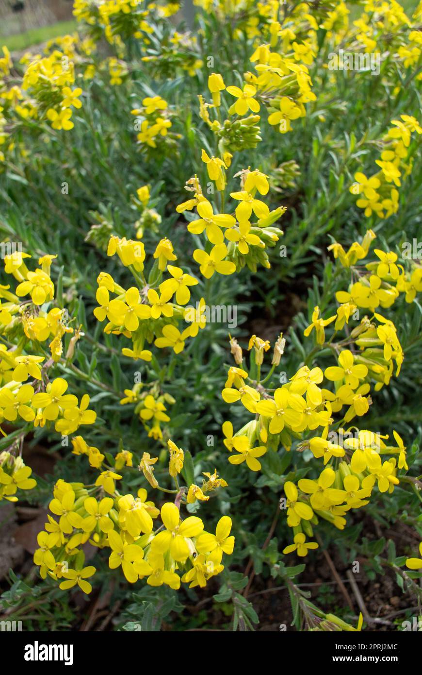 The yellow flowers of Alyssoides Stock Photo