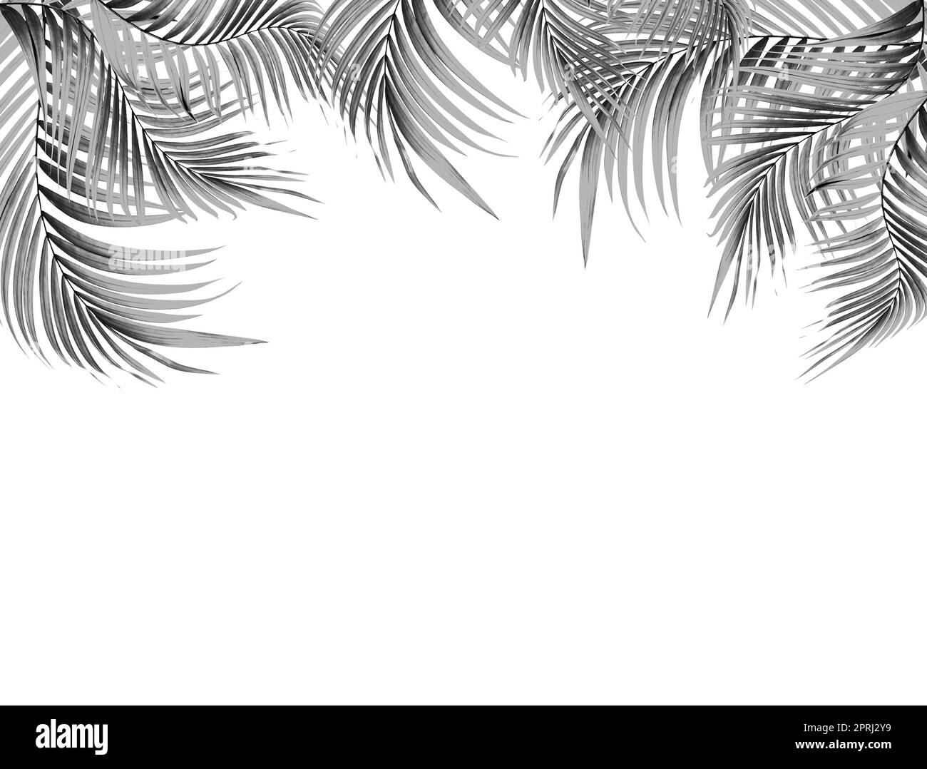black leaf of palm tree on white background Stock Photo