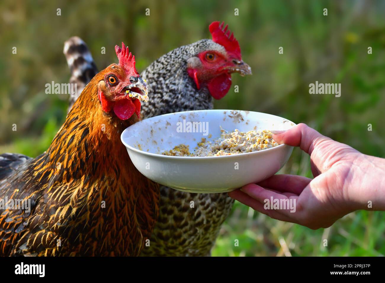 Portrait of two free running chicken of different breeds, eating some grain from a bowl Stock Photo